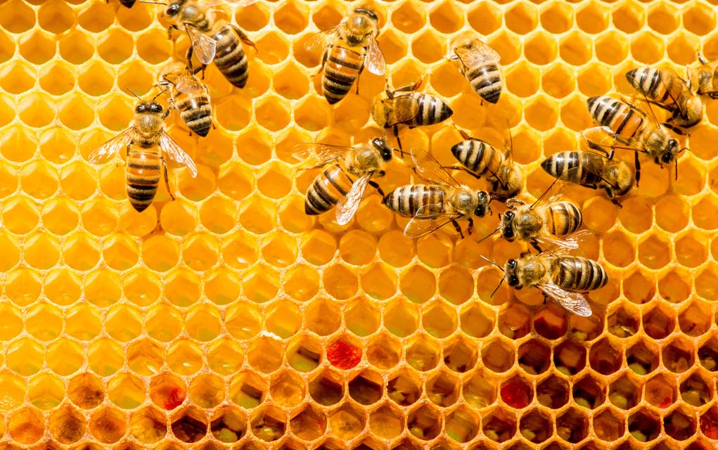 کندوی عسل که چند زنبور در آن هستند